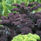 Scarlet Kale NonGMO Dark Purple Ornamental Edible Plant NutrientRich Beautiful Garden Addition 1