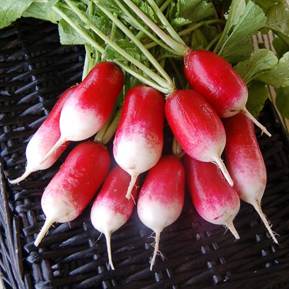 French Breakfast Radish Seeds NonGMO Heirloom Garden Seeds For Quick Growth 1