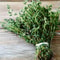 Heirloom Thyme Seeds NonGMO Open Pollinated Herb Seeds For Gardening Cooking 1