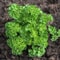 Triple Curled Parsley Seeds Heirloom NONGMO Culinary Herb Garden Seeds 1