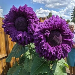 purple enchanting giant teddy bear sunflower seeds