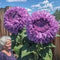 Purple Enchanting Giant Teddy Bear Sunflower Seeds 1