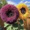 Yellow Purple Enchanting Giant Teddy Bear Sunflower Seeds 1