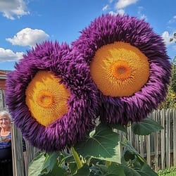 yellow purple enchanting giant teddy bear sunflower seeds