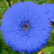 Blue Teddy Bear Sunflower Seeds Stunning Annual Blooms For Your Garden 1