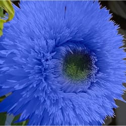 blue teddy bear sunflower seeds stunning annual blooms for your garden