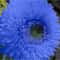 Blue Teddy Bear Sunflower Seeds Stunning Annual Blooms For Your Garden 0