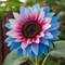 Twin Blossom Blue Over Pink Sunflower Seeds 3