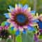 Twin Blossom Blue Over Pink Sunflower Seeds 4