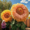 Yellow Enchanting Giant Teddy Bear Sunflower Seeds 1