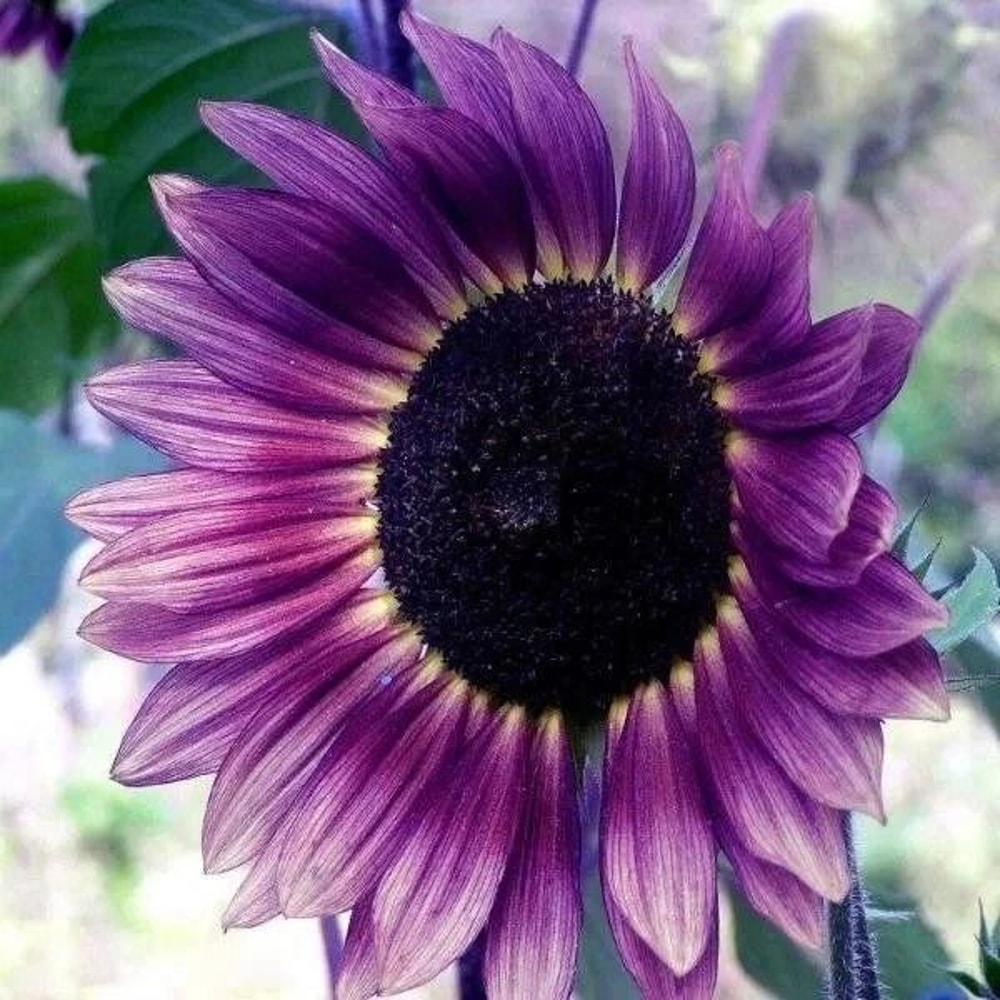 Purple Sunflower Seeds Field Violet Glow 1