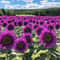 Purple Sunflower Seeds Field Violet Glow 0