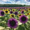 Purple Sunflower Seeds Field Violet Glow 2