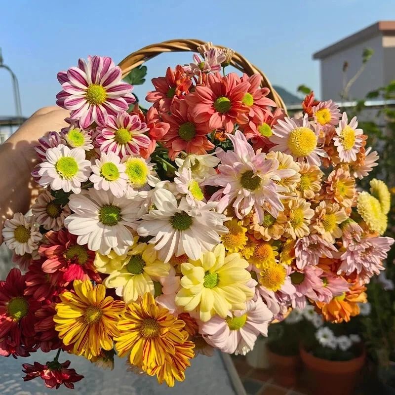 Mixed Perennial Chrysanthemum Seeds 1