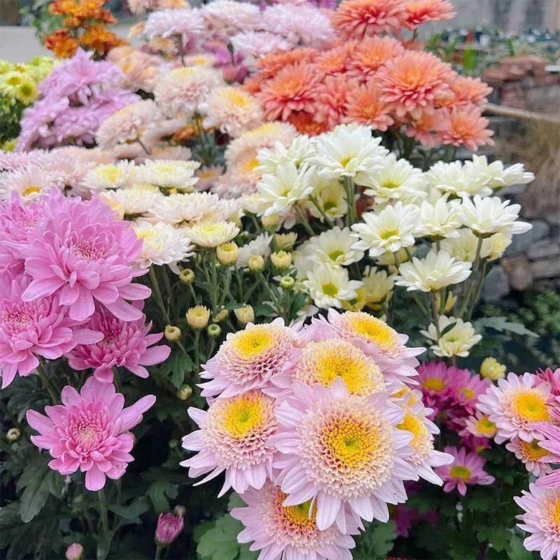 Mixed Perennial Chrysanthemum Seeds 2