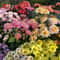Mixed Perennial Chrysanthemum Seeds 3