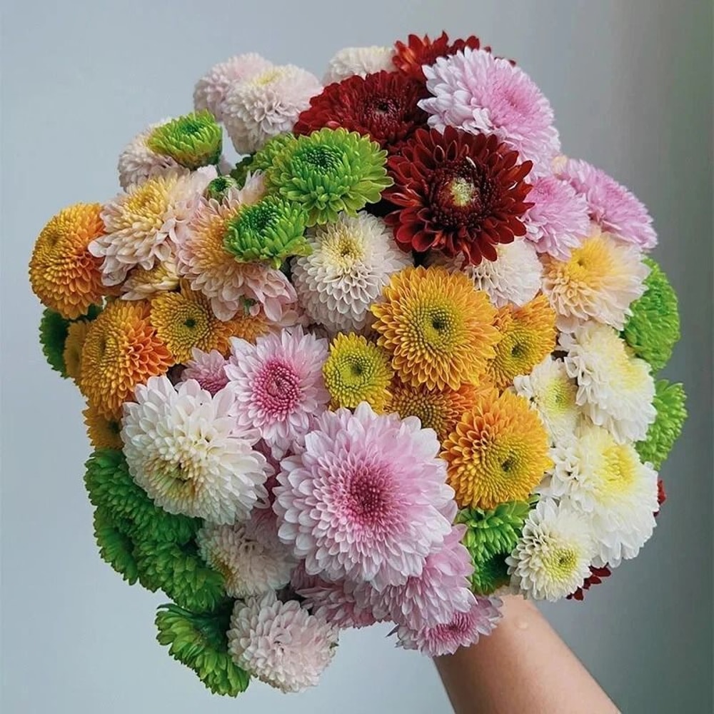 Mixed Perennial Chrysanthemum Seeds 4