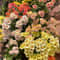 Mixed Perennial Chrysanthemum Seeds 5