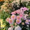 Mixed Perennial Chrysanthemum Seeds 6