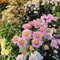 Mixed Perennial Chrysanthemum Seeds 6