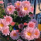 Mixed Perennial Chrysanthemum Seeds 7