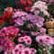 Mixed Perennial Chrysanthemum Seeds 0