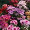 Mixed Perennial Chrysanthemum Seeds 0