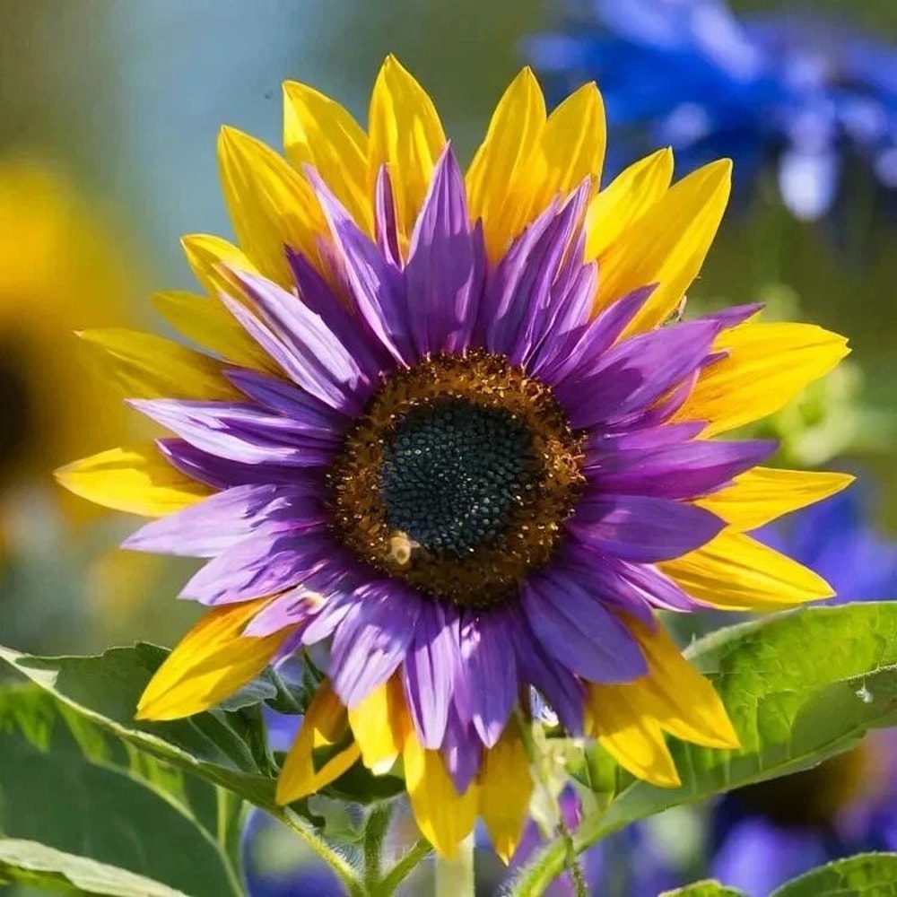 Purple Heart Sunflower Seeds 2