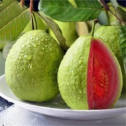 red guava seeds tropical fruit tree with sweet pink flesh for home garden