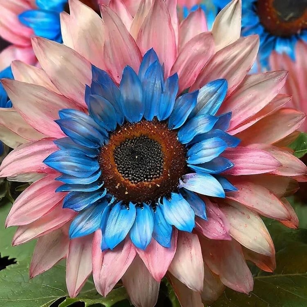 Double Flowered Sunflower Blue Pink Miracle Seeds 2