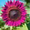 Purple Sunflower Seeds For Planting Non GMO Heirloom Garden 2