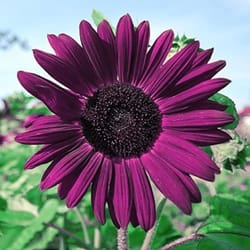 purple sunflower seeds for planting non gmo heirloom garden