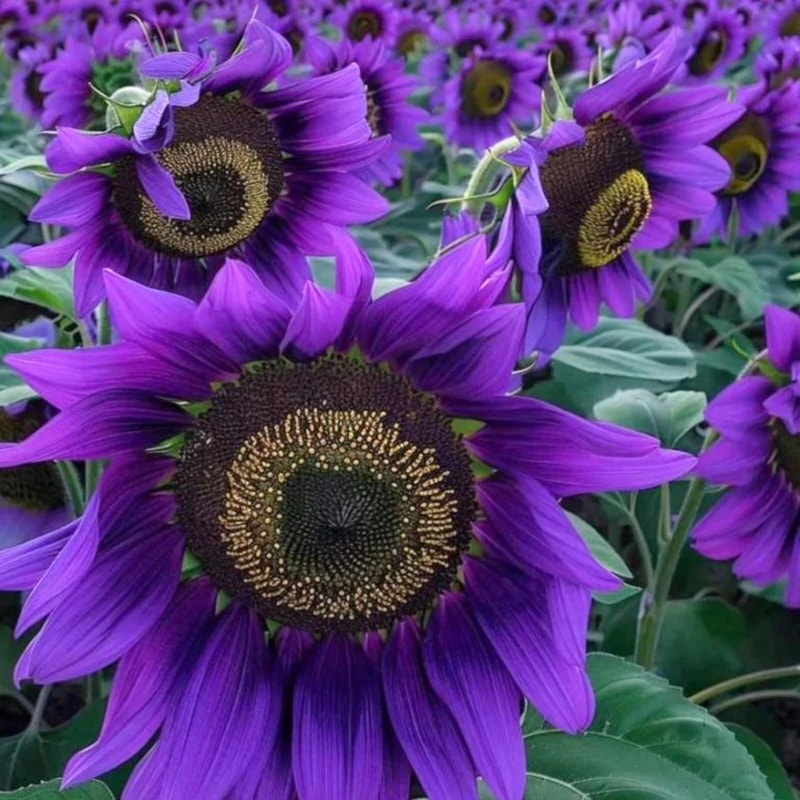 Violet Majesty Purple Sunflower Seeds Rare Heirloom Variety For Garden 1