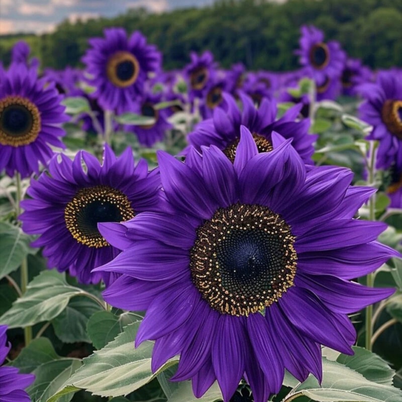 Violet Majesty Purple Sunflower Seeds Rare Heirloom Variety For Garden 2