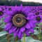 Violet Majesty Purple Sunflower Seeds Rare Heirloom Variety For Garden 0