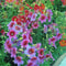 Chilean Morning Glory Seeds Mixed Color Blooms For Stunning Garden 2