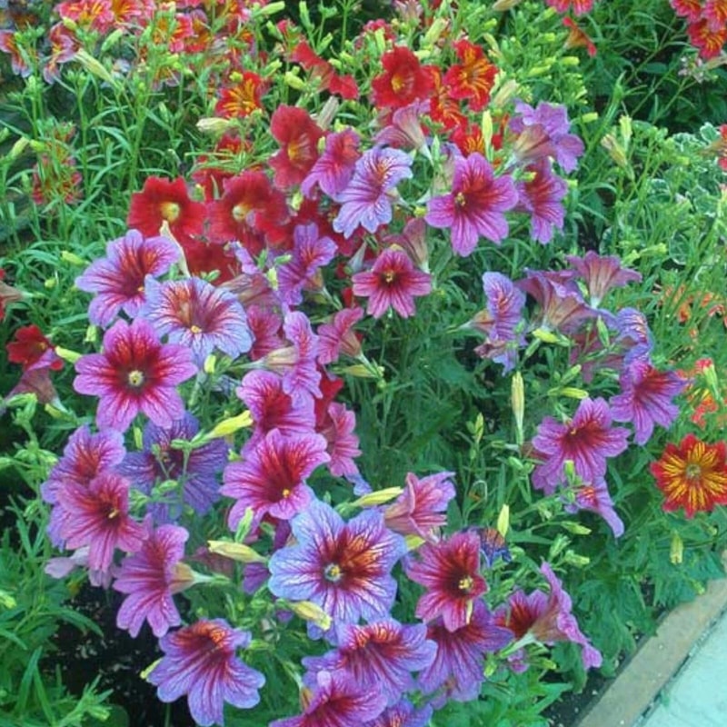 Chilean Morning Glory Seeds Mixed Color Blooms For Stunning Garden 2