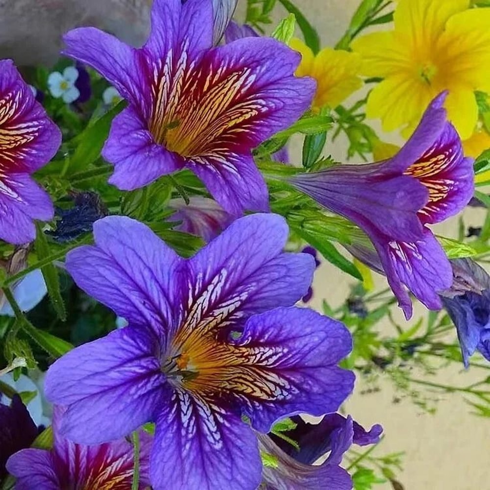 Chilean Morning Glory Seeds Mixed Color Blooms For Stunning Garden 1