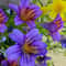 Chilean Morning Glory Seeds Mixed Color Blooms For Stunning Garden 1