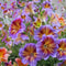 Chilean Morning Glory Seeds Mixed Color Blooms For Stunning Garden 0