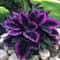 Purple Tip Calathea Couture Flower Seeds Indoor Or Outdoor Beautiful Plant 0