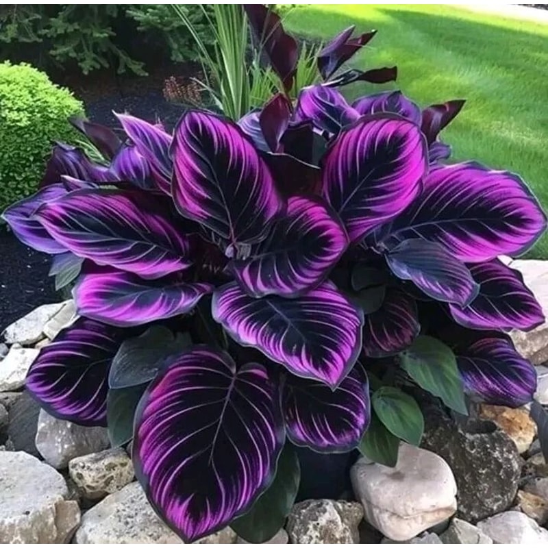 Purple Tip Calathea Couture Flower Seeds Indoor Or Outdoor Beautiful Plant 0