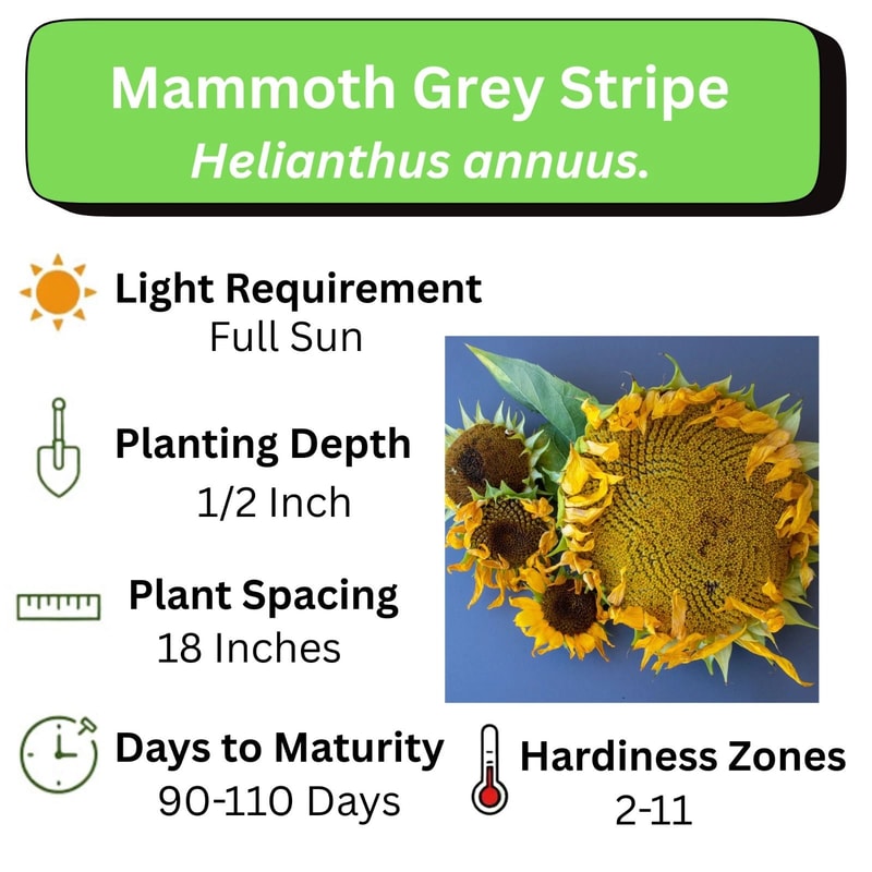 Giant Sunflower Seeds For Planting Heirloom NonGMO 0