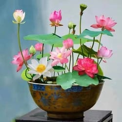 mixed color lotus seeds for planting beautiful water plants for ponds
