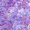 Wisteria Flower Seeds 1