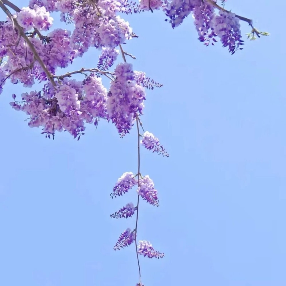 Wisteria Flower Seeds 2