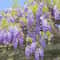 Wisteria Flower Seeds 3