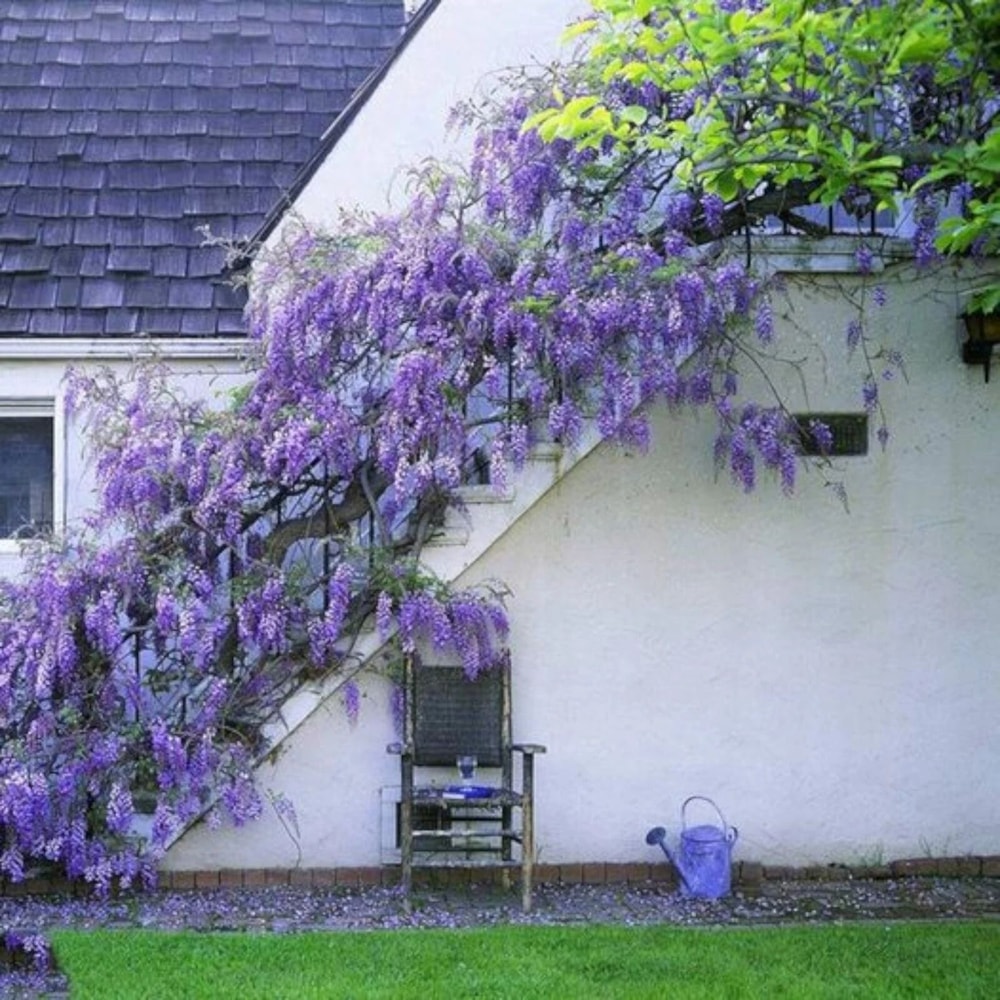 Wisteria Flower Seeds 0