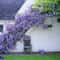 Wisteria Flower Seeds 0
