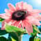 NonGMO Pink Sunflower Seeds For Planting Heirloom Flower Variety 1